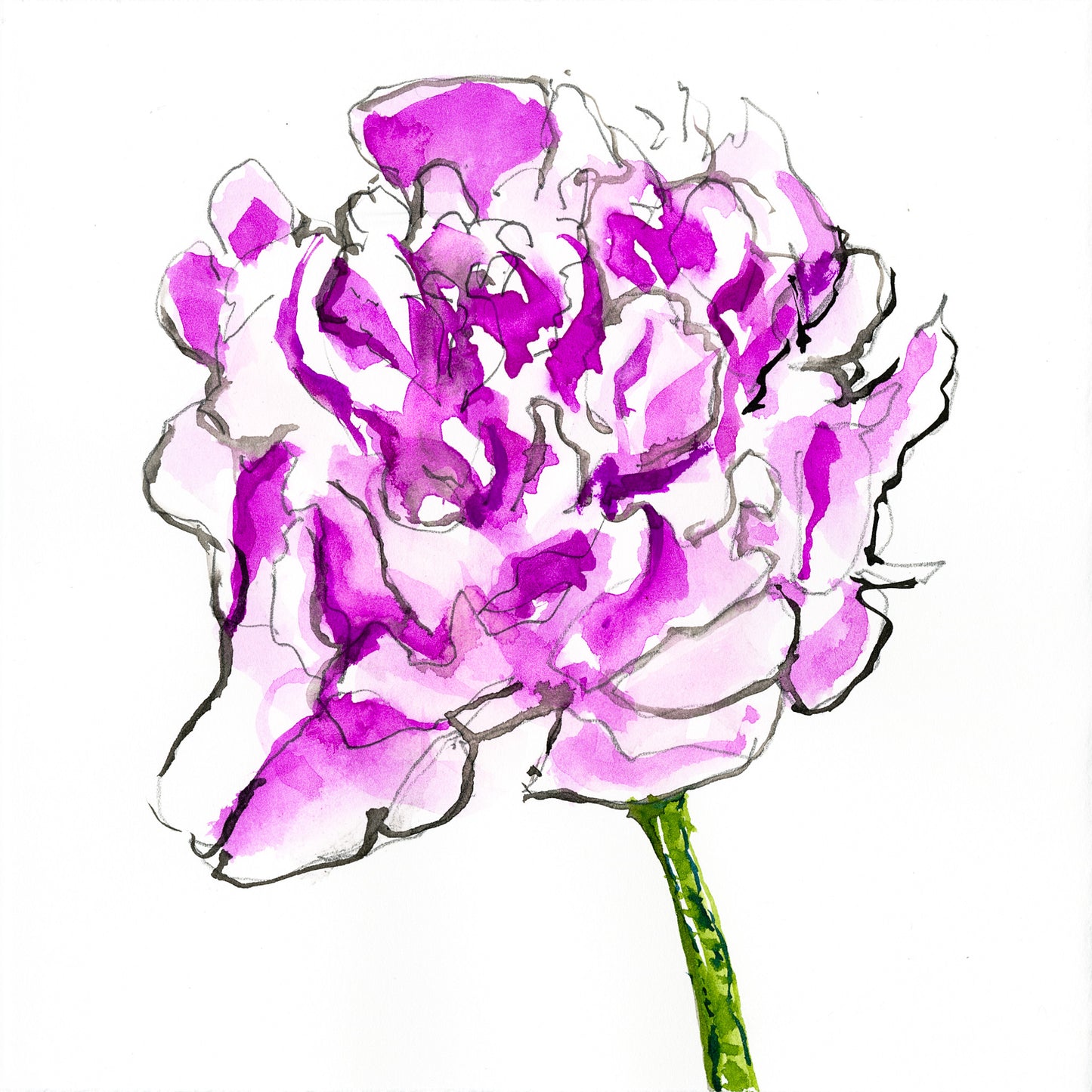 Peony botanical drawing by Michael James Freedman