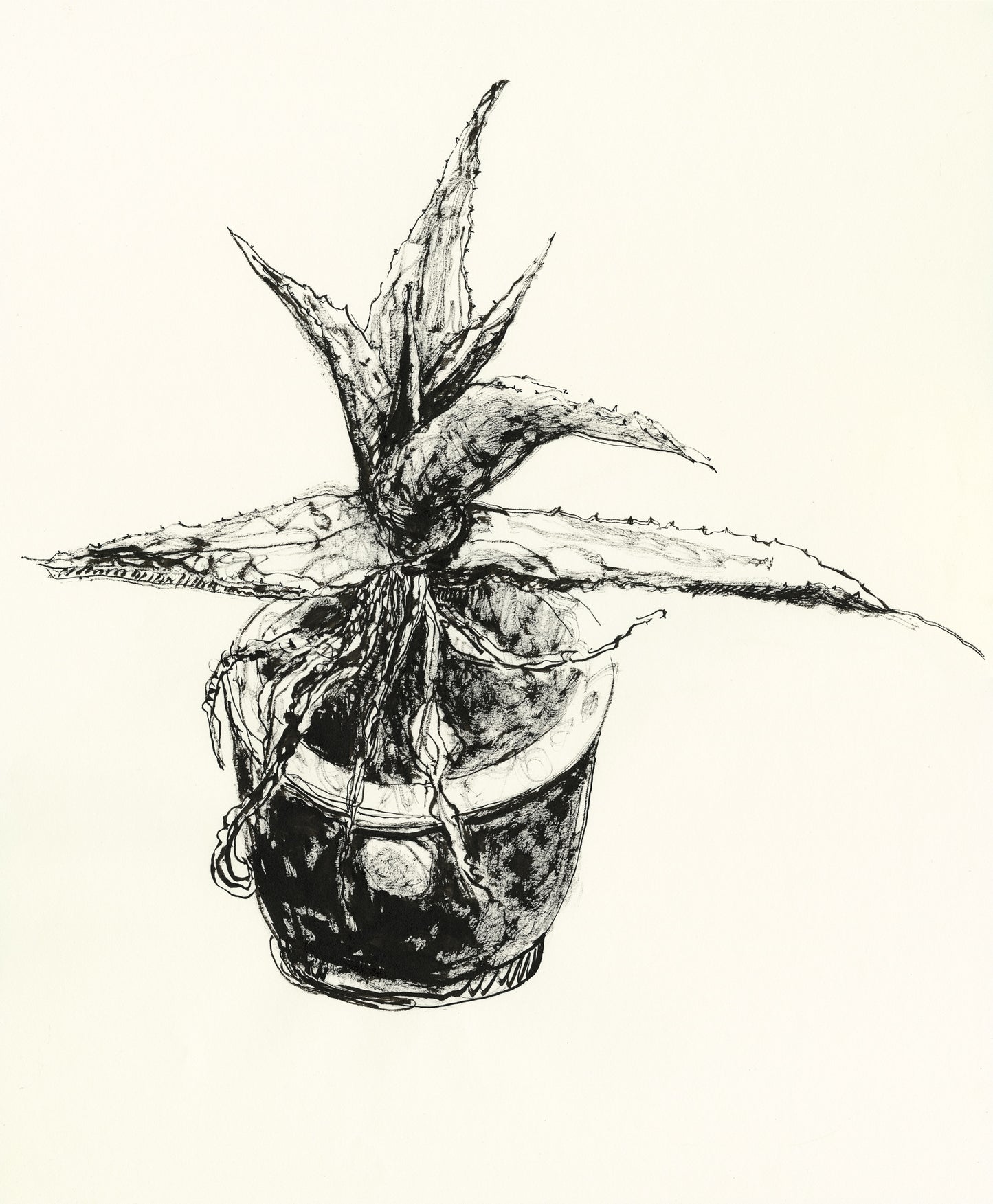Aloe Ferox.02