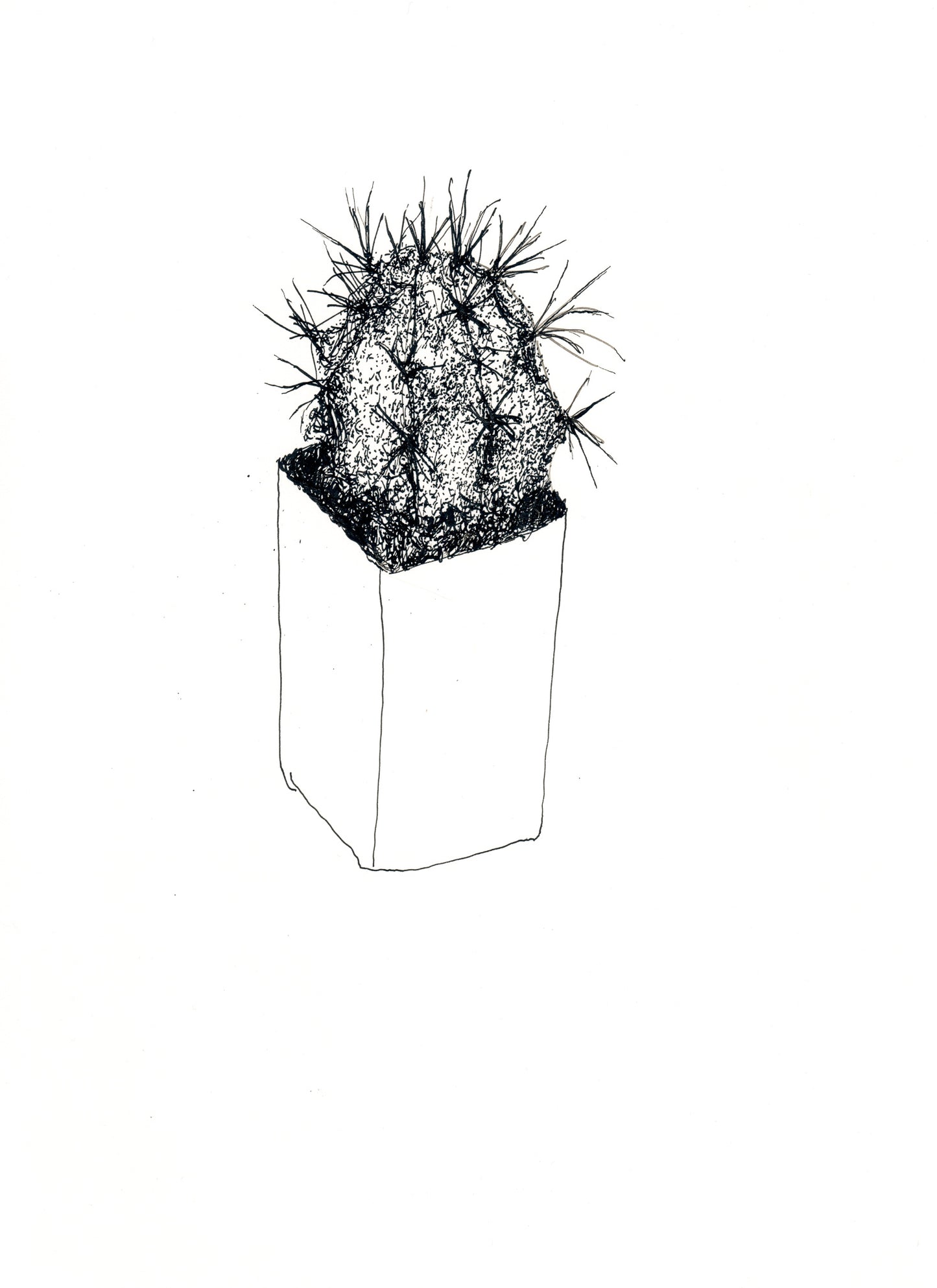 Star Cactus