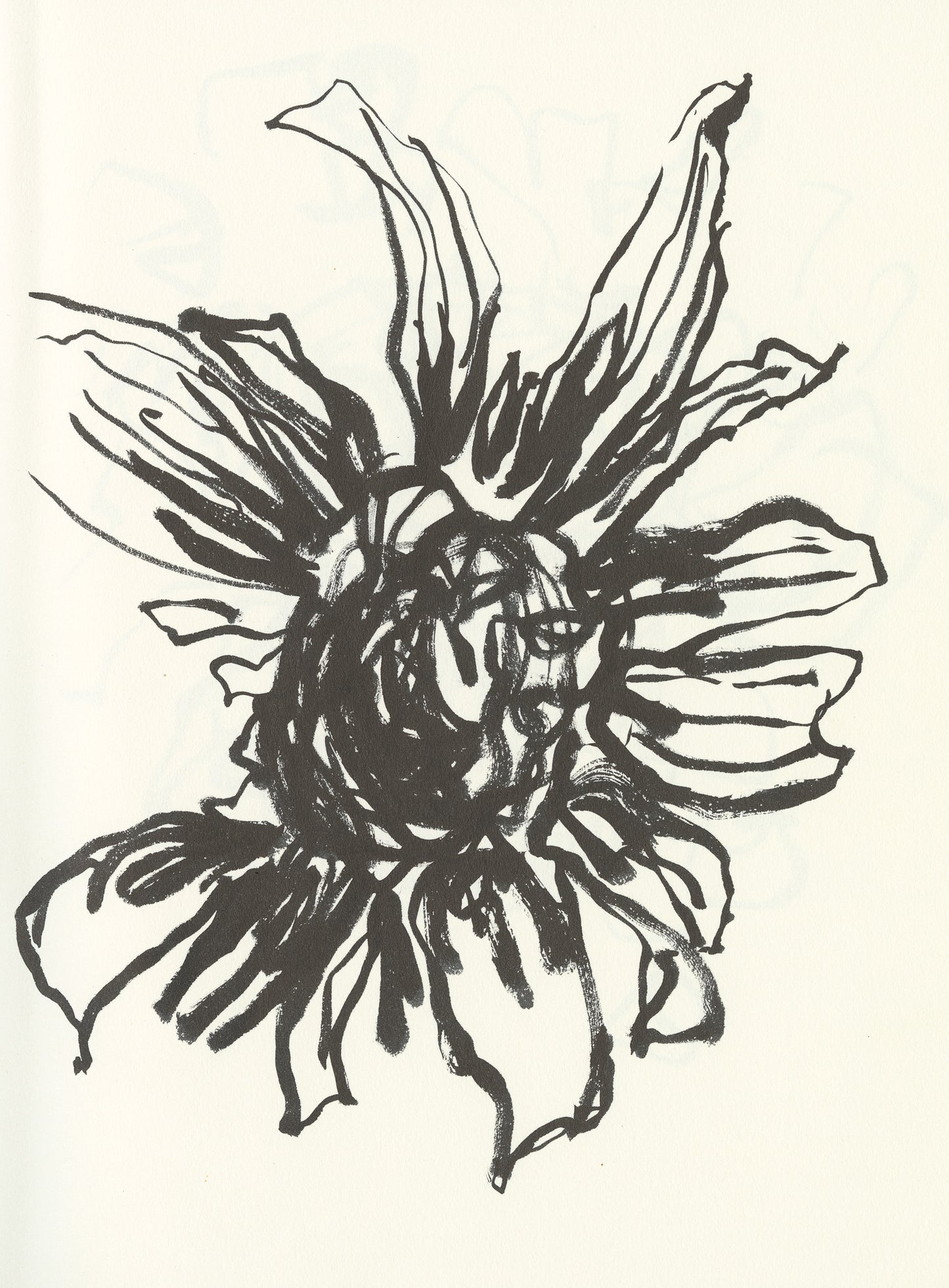 Coneflower Sketch 2