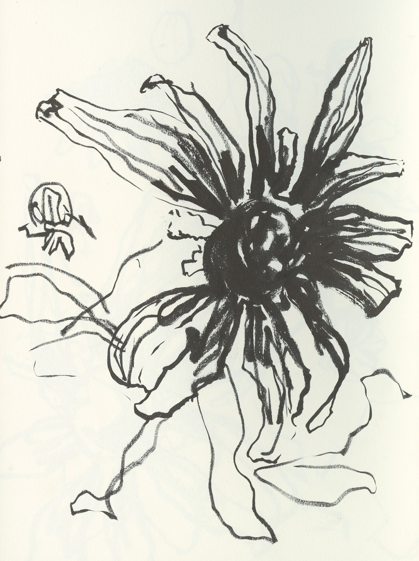 Coneflower Sketch 3