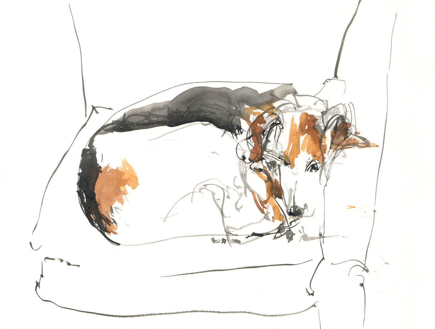Sleepy Dog - Study 1 - Pretty