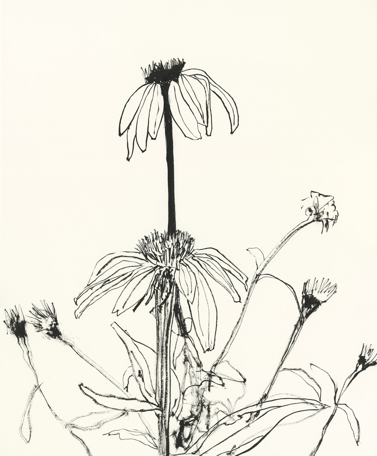 Echinacea.02
