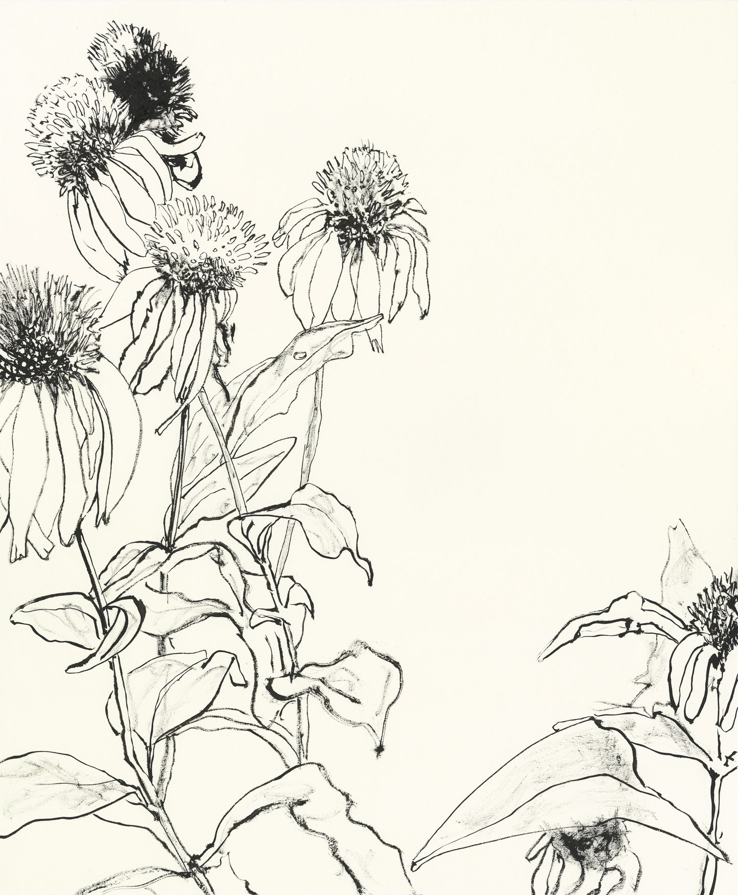 Echinacea.04