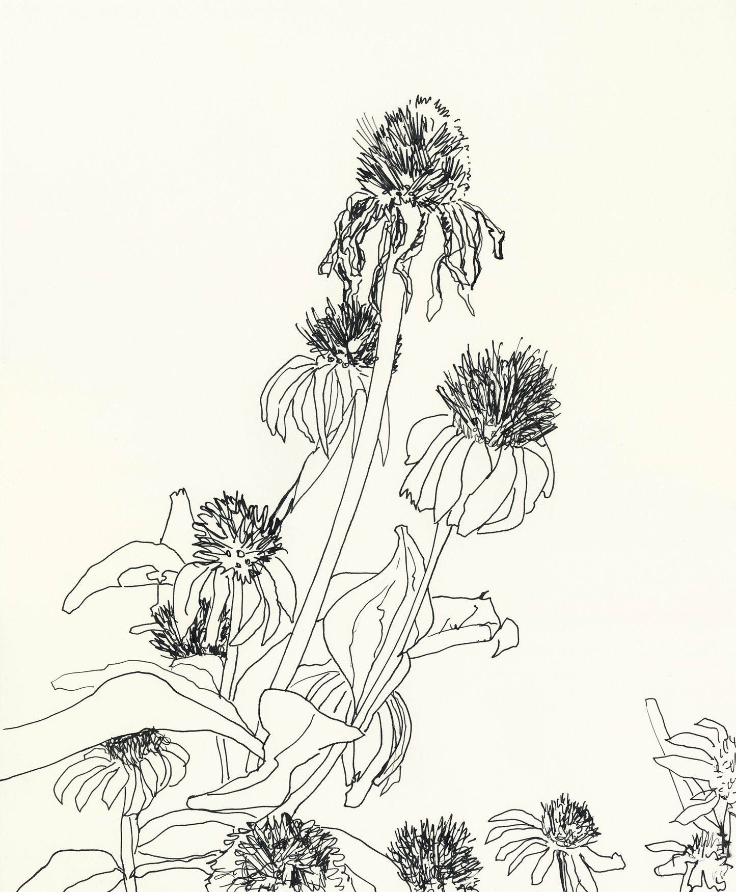 Echinacea.05
