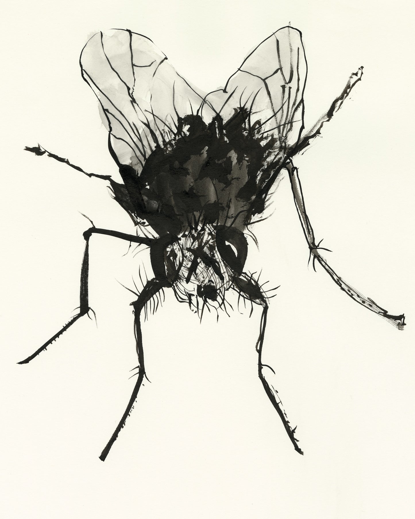 House Fly.03