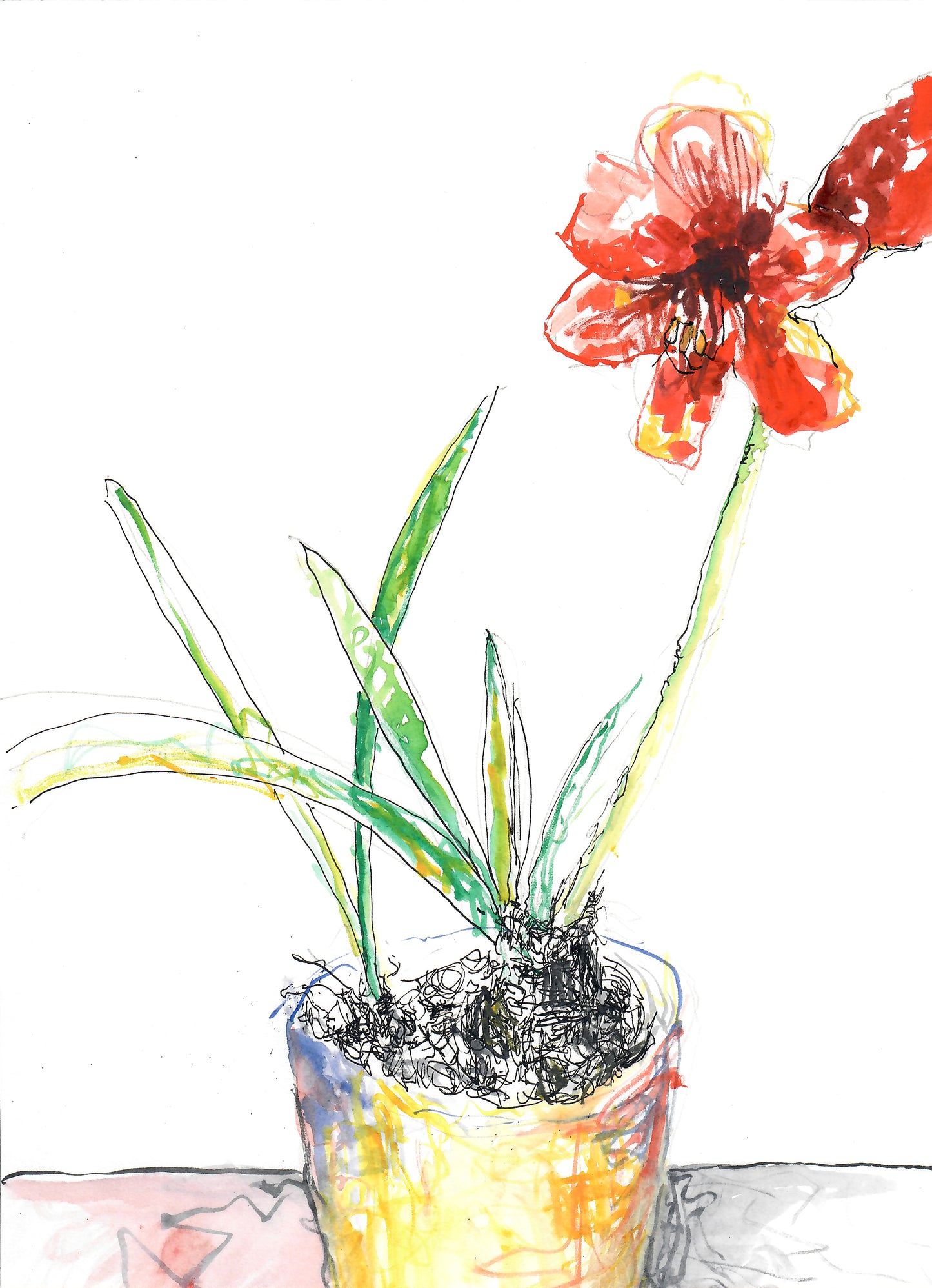 Amaryllis