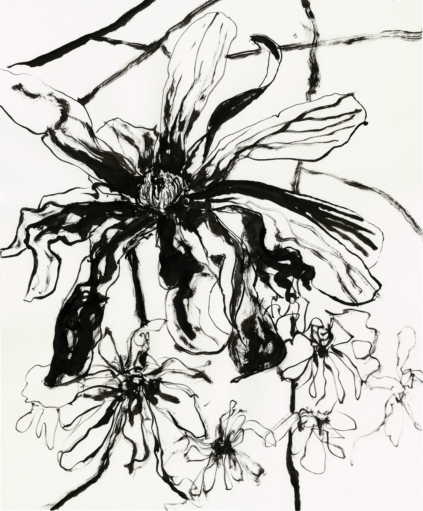 Star Magnolia.01