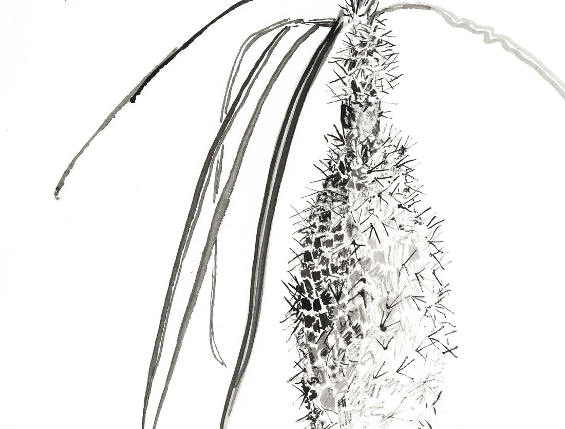 Exploring Madagascar's Succulent Beauty
