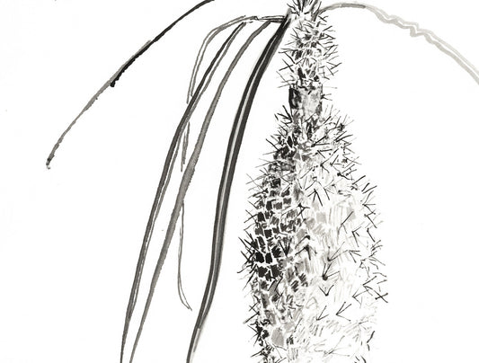 Exploring Madagascar's Succulent Beauty