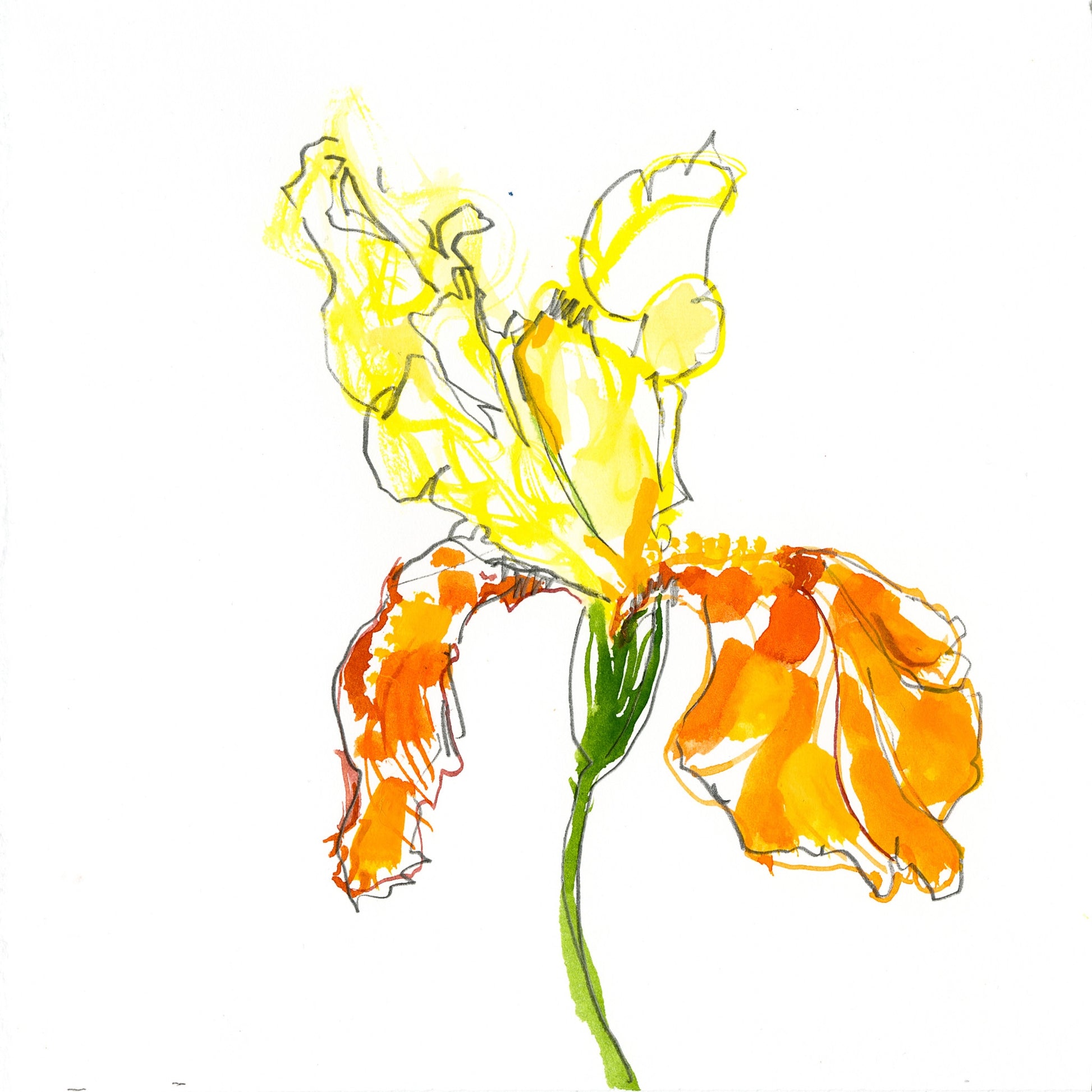 Bearded Iris botanical drawing by Michael James Freedman