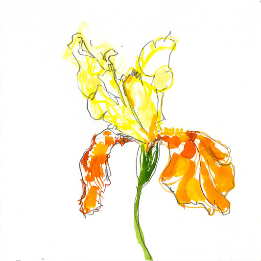 Bearded Iris botanical drawing by Michael James Freedman