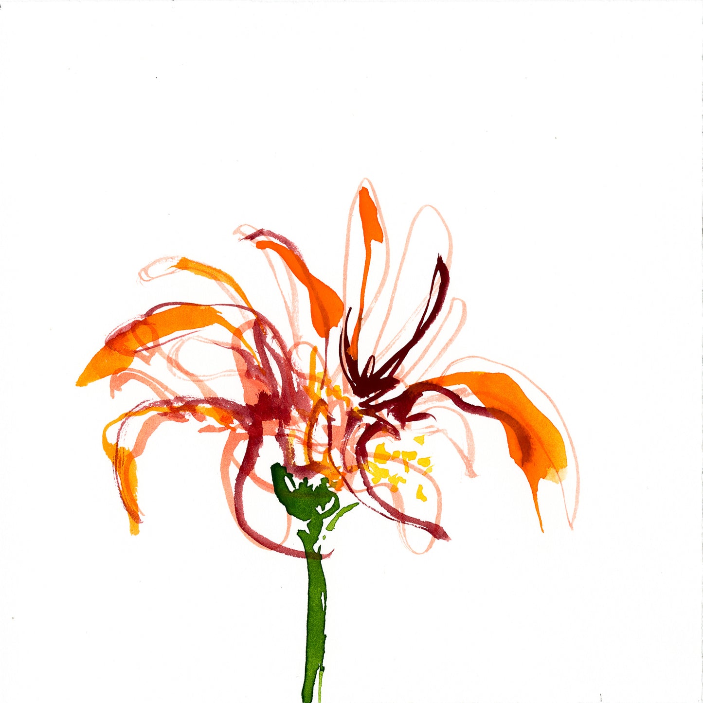 Gerbera botanical drawing by Michael James Freedman