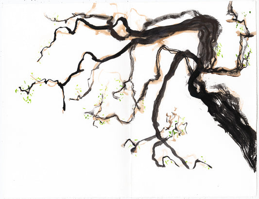 Honey Locust in Spring