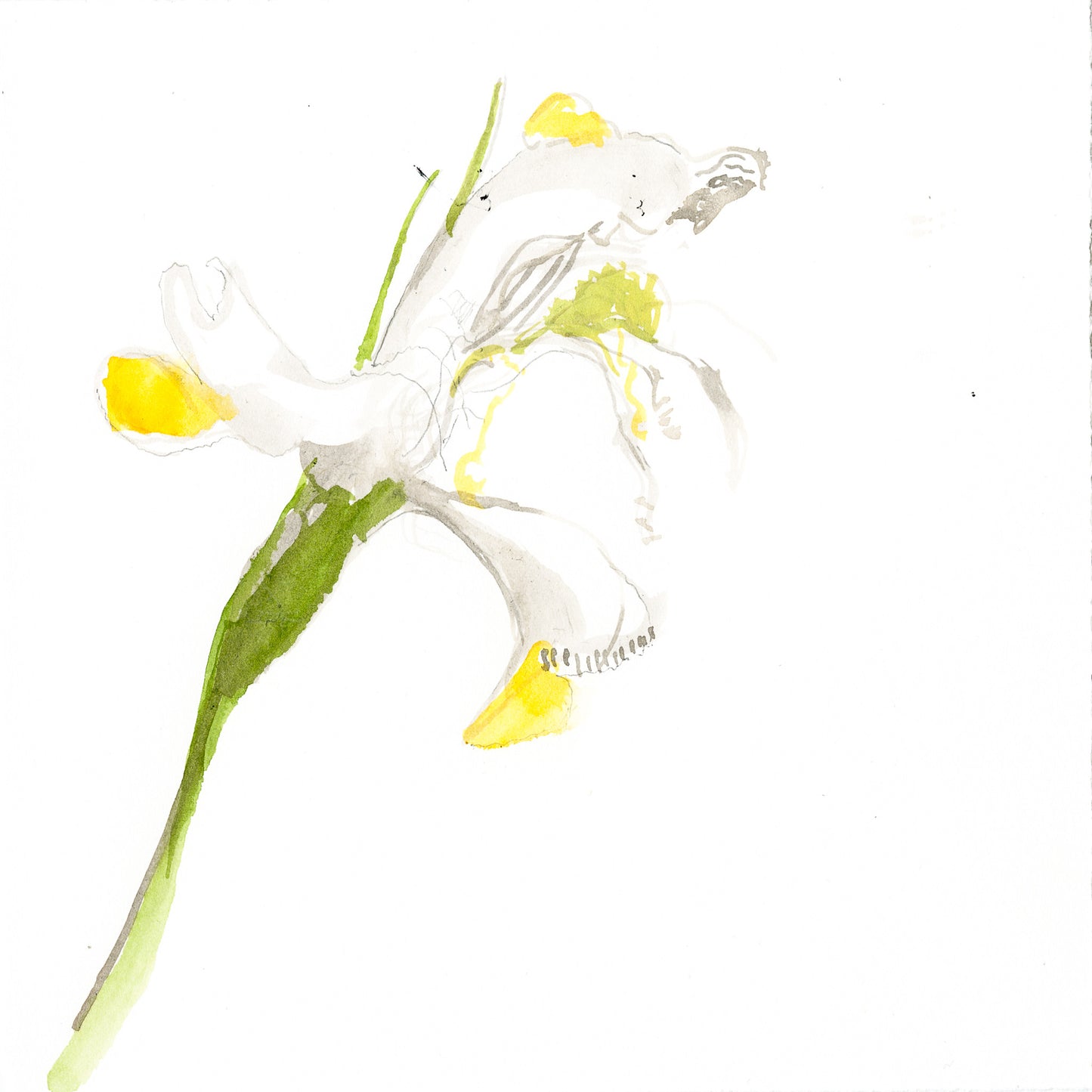 Iris botanical drawing by Michael James Freedman
