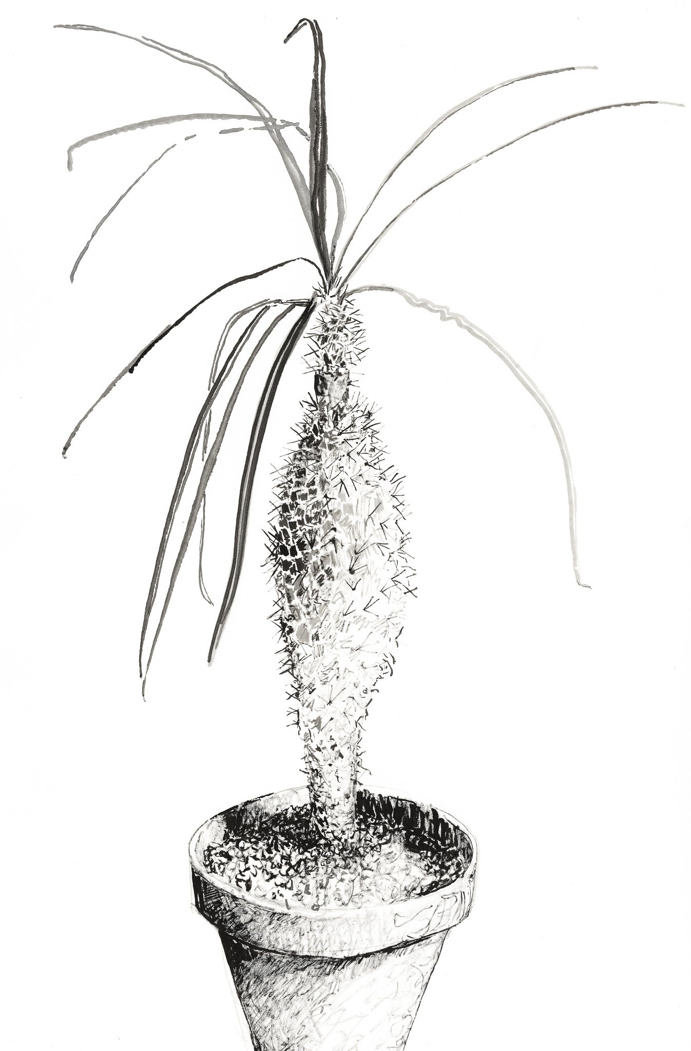 Pachypodium geayi – A Botanical Study in Danger and Elegance