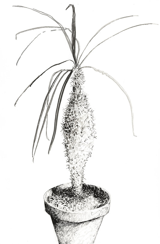 Pachypodium geayi – A Botanical Study in Danger and Elegance