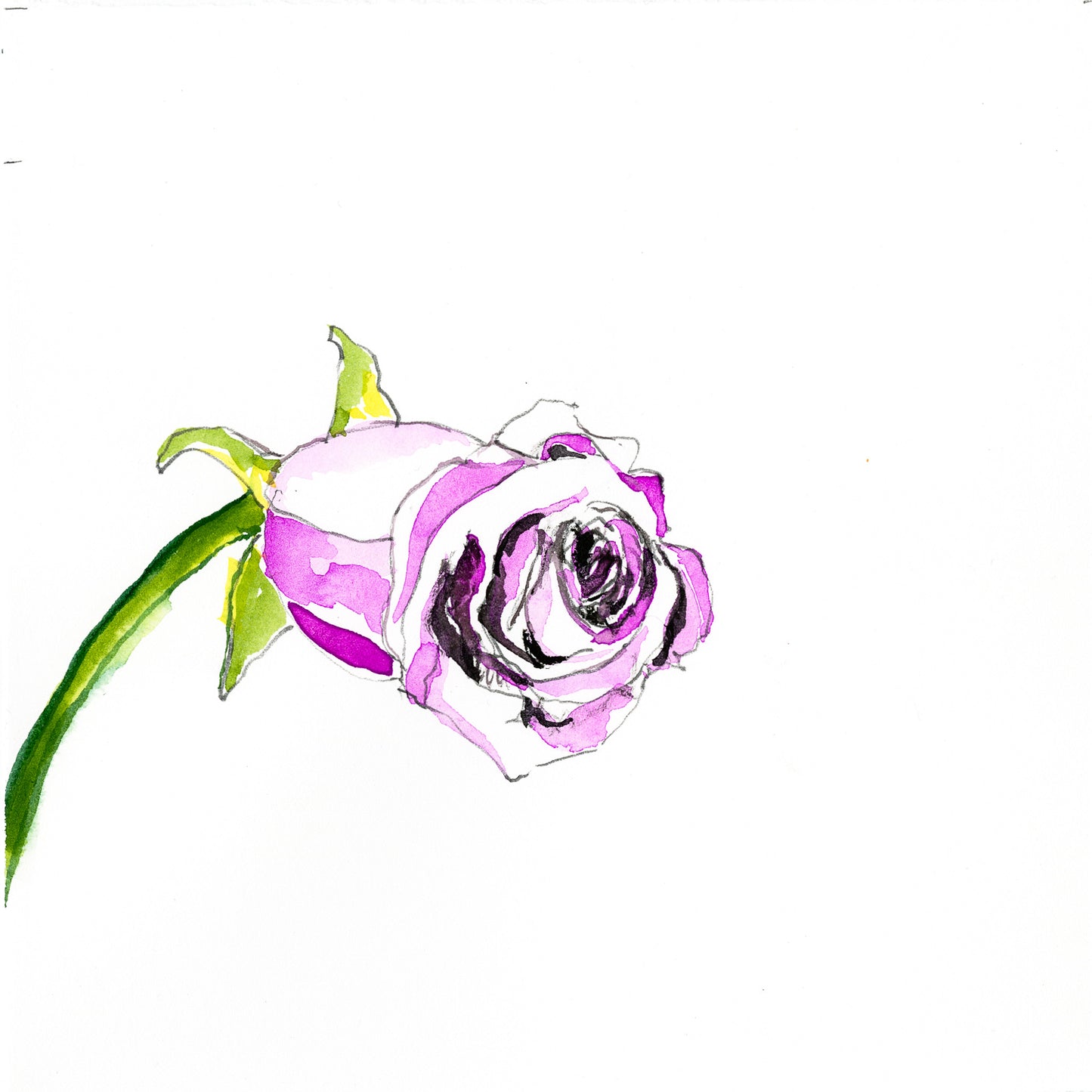 Purple rose botanical drawing by Michael James Freedman