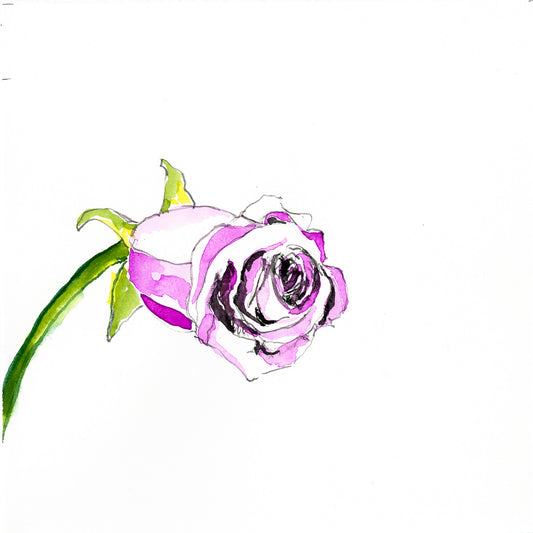 Purple rose botanical drawing by Michael James Freedman