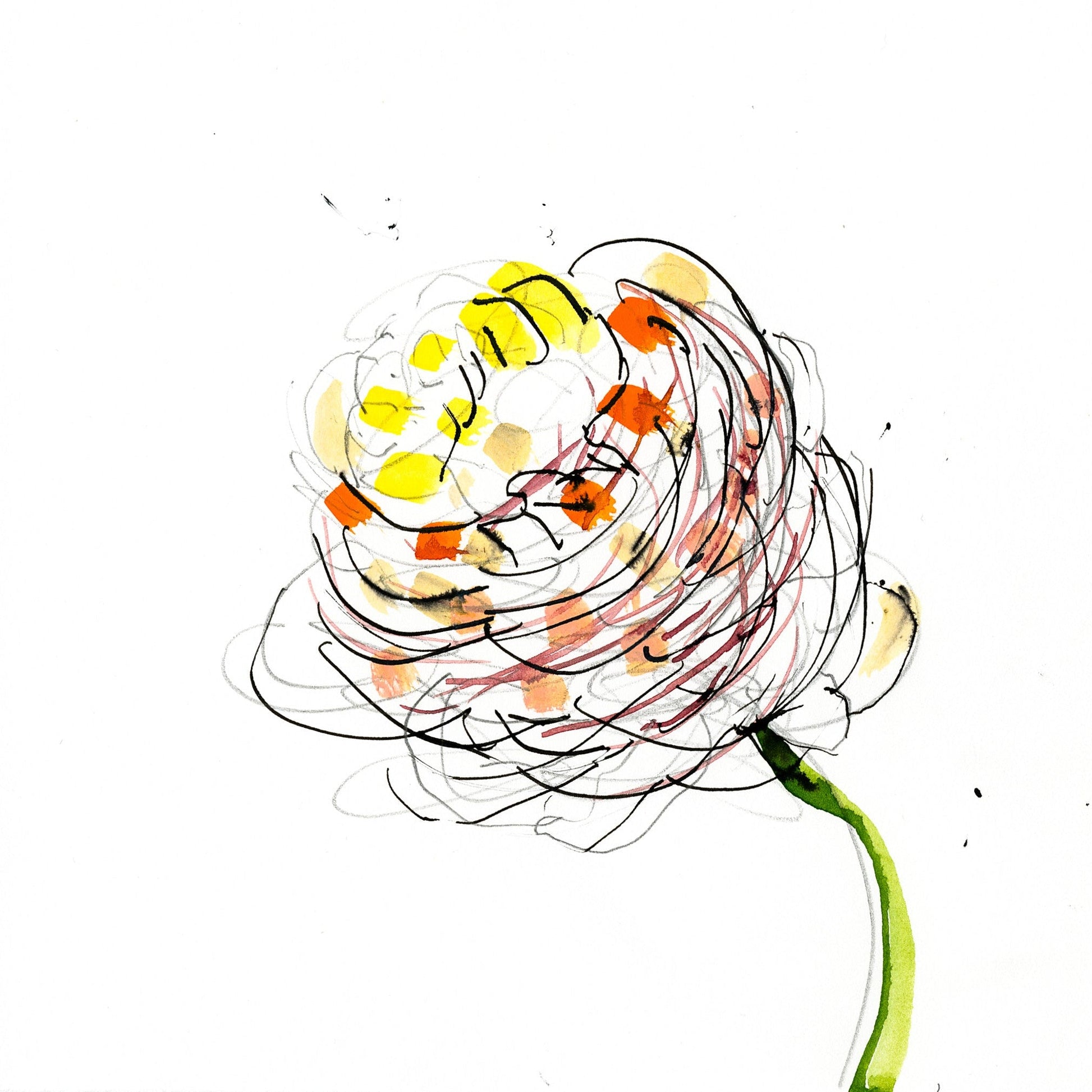 Ranunculus botanical drawing by Michael James Freedman