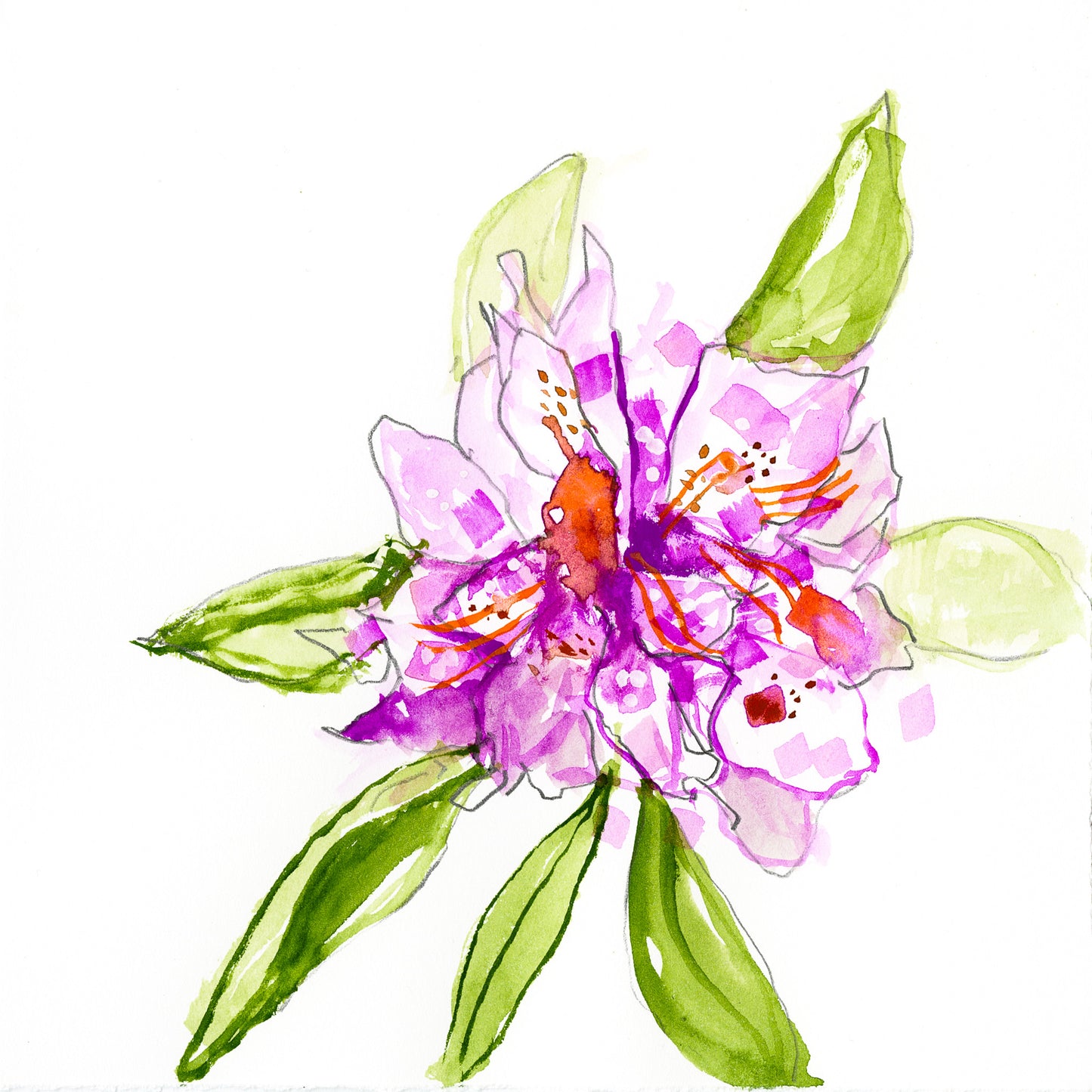 Rhododendron botanical drawing by Michael James Freedman