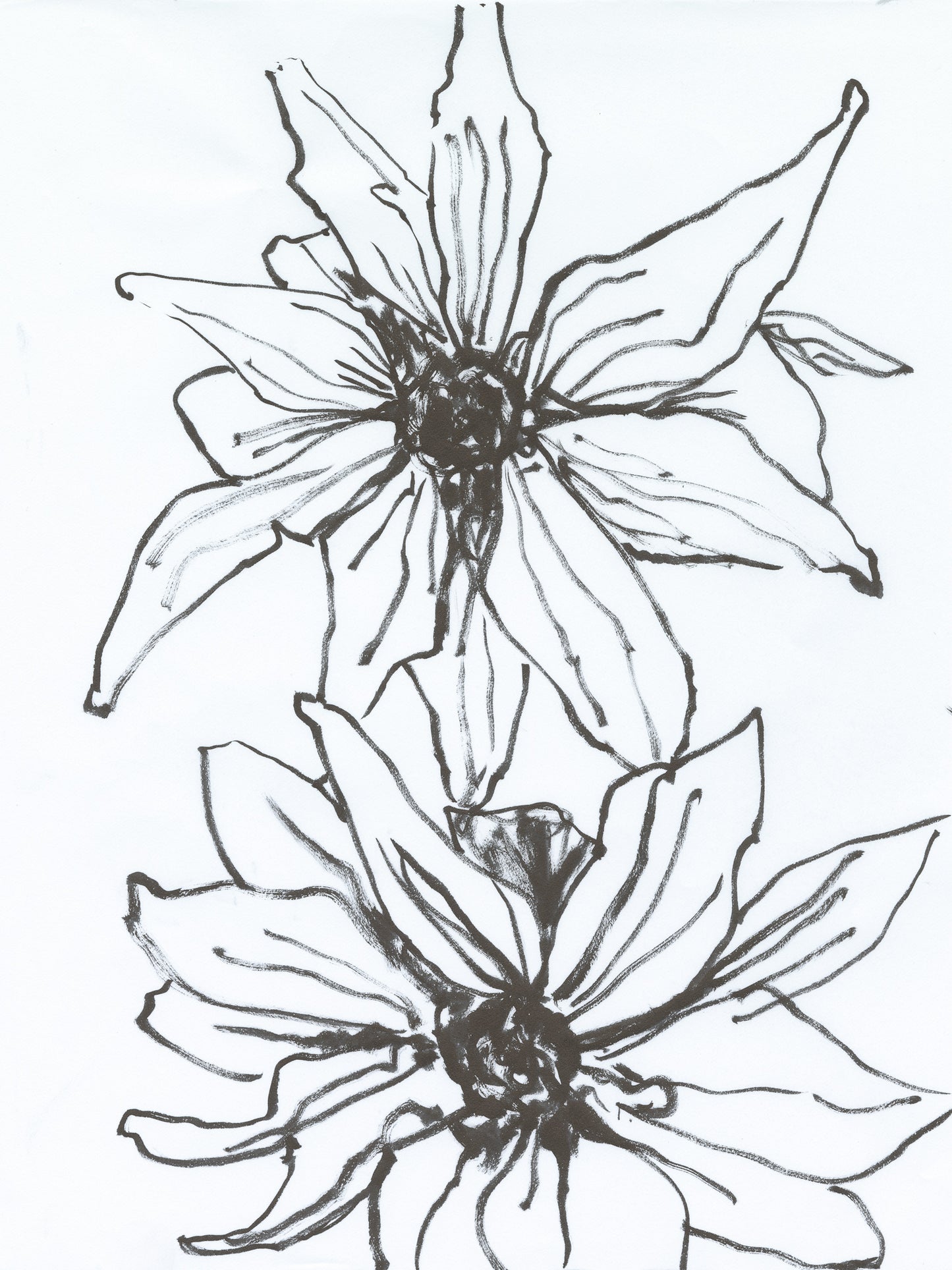 Blackeyed Susan Sketch 1