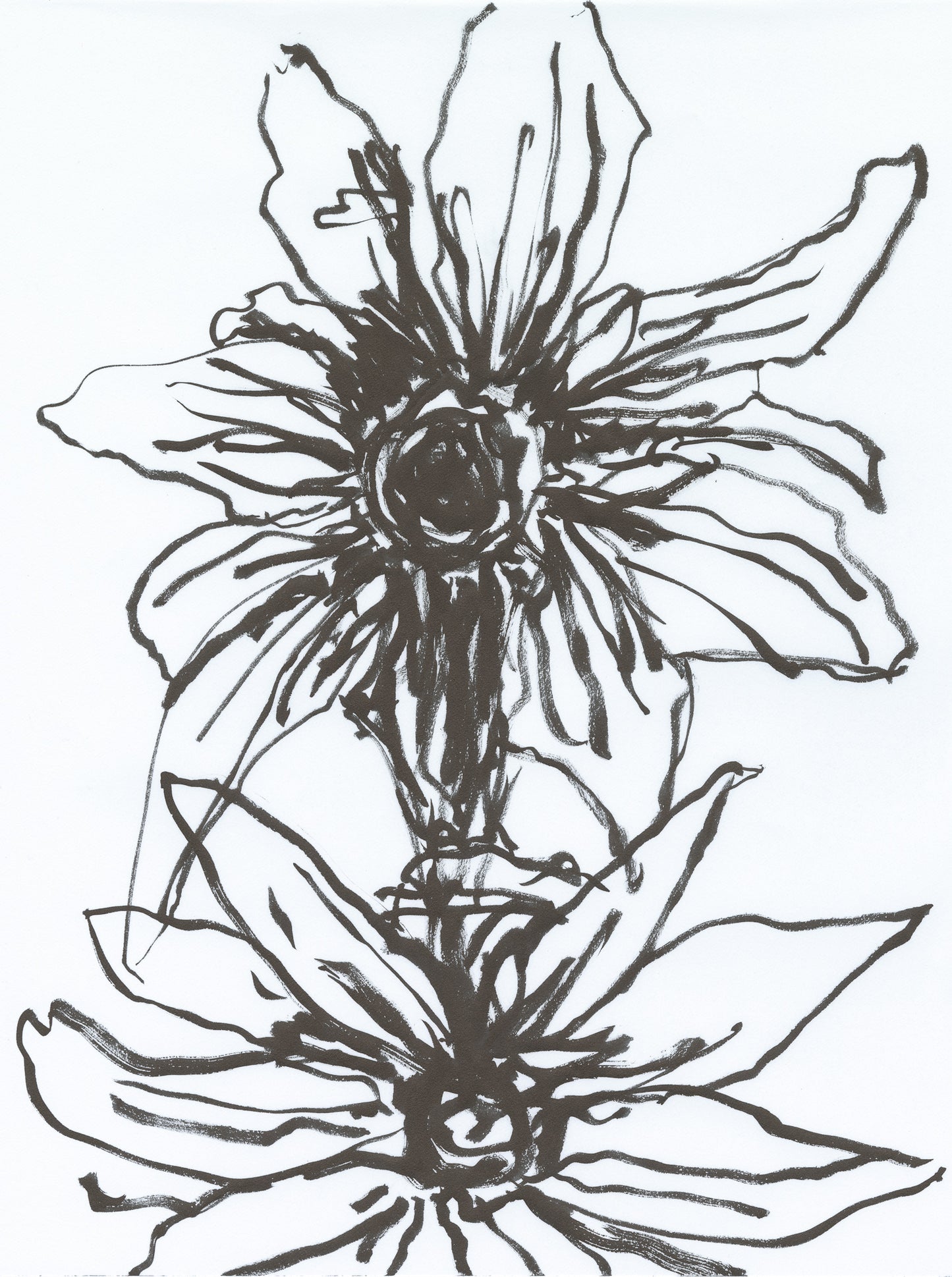 Blackeyed Susan Sketch 2