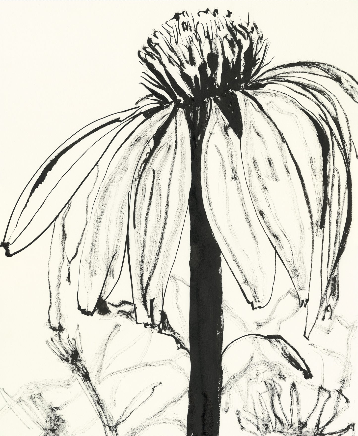 Echinacea – Towering Elegance in Brush and Ink