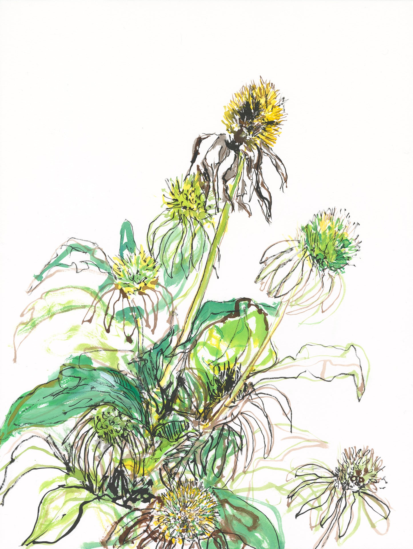 Echinacea – A Vibrant Study in Gouache and Ink