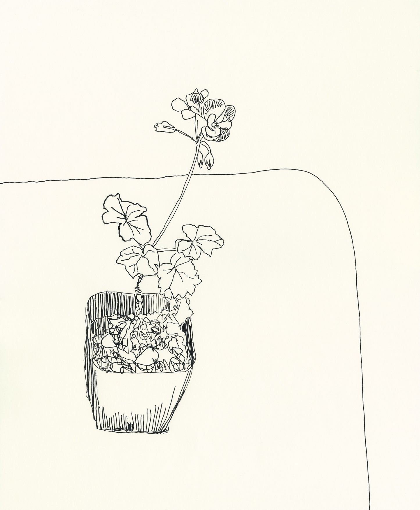 Geranium in Square Pot – A Minimalist Line Drawing