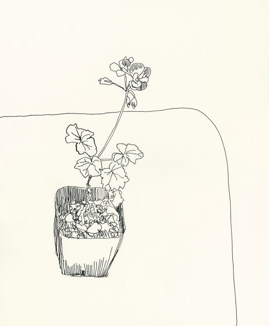 Geranium in Square Pot – A Minimalist Line Drawing