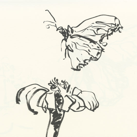 Monarch and Mexican Sunflower Sketch